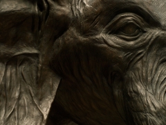 Elephanthead1