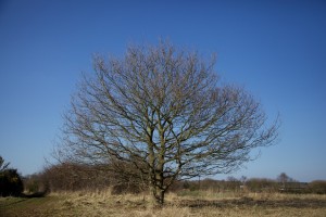 IMG_0768