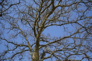 IMG_1211