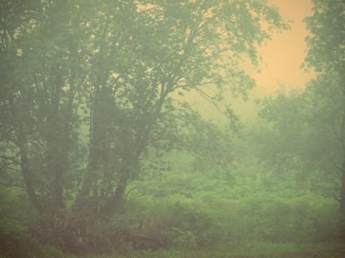 MistandTrees
