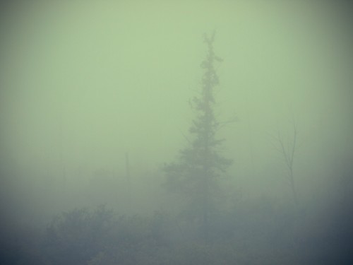Tree in fog