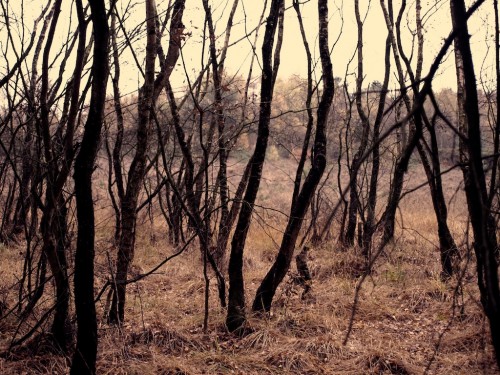 yellowtrees
